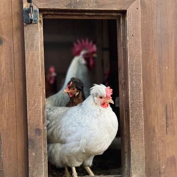 Chickens standing at the doorway of a wooden coop.