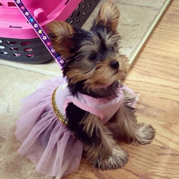 Small dog wearing a purple dress.