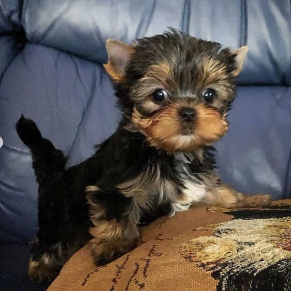 Tiny Yorkshire Terrier puppy standing on a couch.