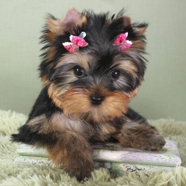 Adorable Yorkie puppy with pink bows.