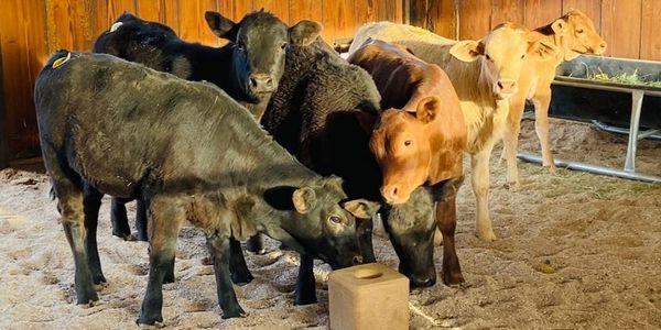 Arizona Breakaway Calves Located Near Casa Grande, Eloy, Arizona City, Florence and Coolidge.