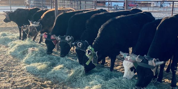 Arizona Team Roping Cattle Located Near Casa Grande, Eloy, Arizona City, Florence and Coolidge.