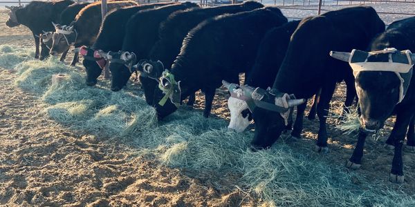 Arizona Team Roping Cattle Located Near Casa Grande, Eloy, Arizona City, Florence and Coolidge.