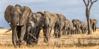 herd of elephants in africa walking through the grass in tarangire national park tanzania