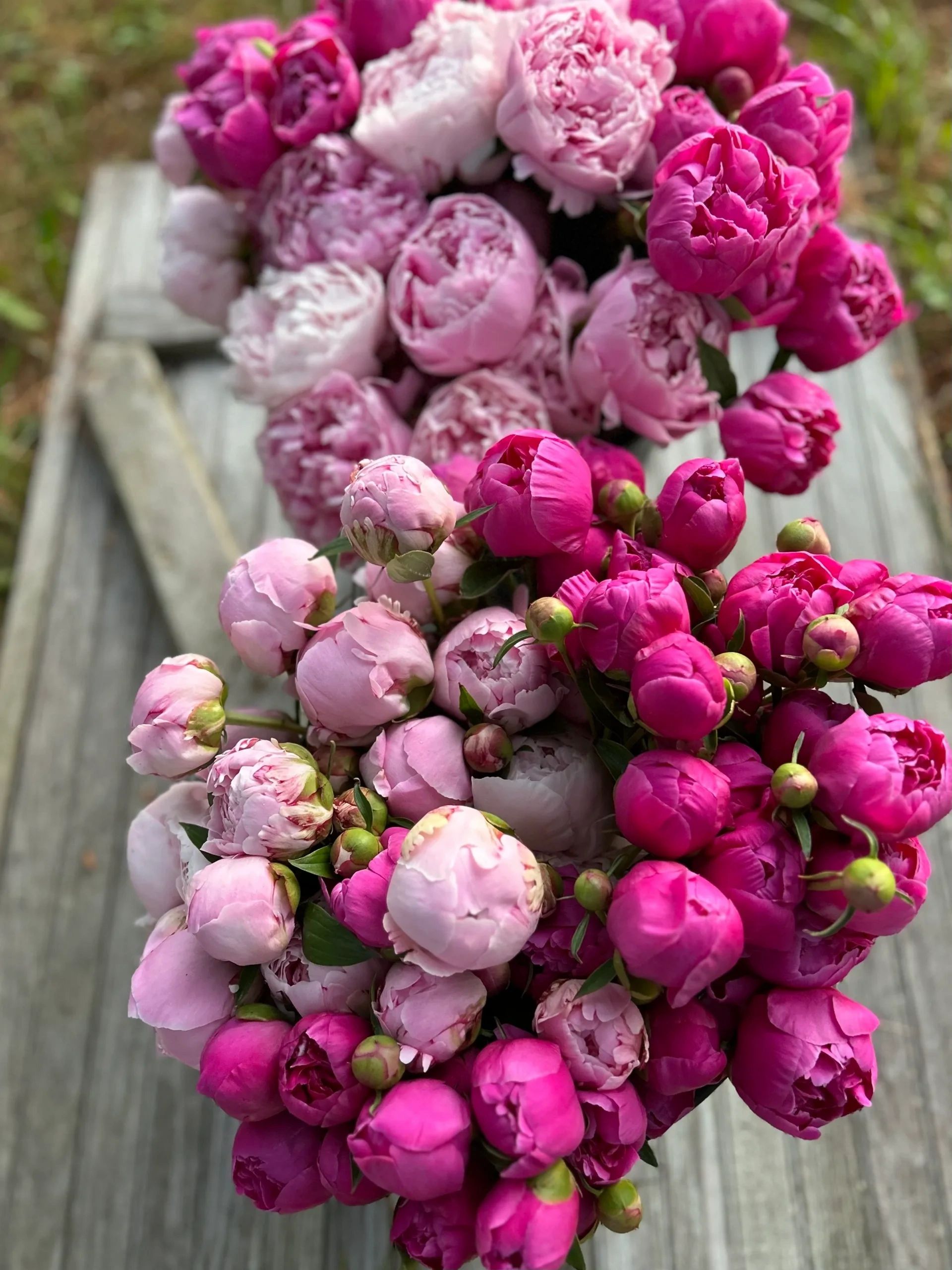 Merrifield Meadows Flower Farm