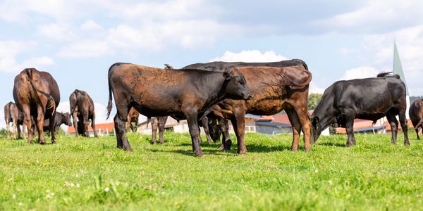 Wyoming Wagyu 