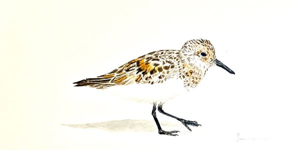 Commissioned painting of a "Sanderling"