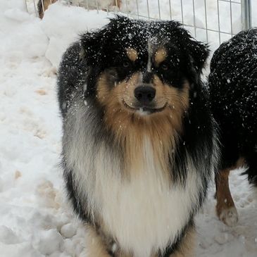 Toy Australian Shepherd Puppies For Sale