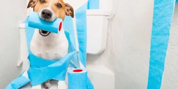 A dog at the toilet with TP roll in its mouth, and toilet paper all around.
