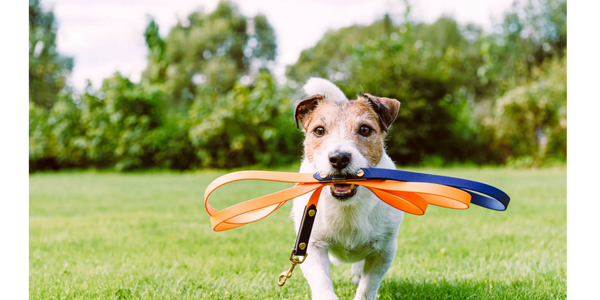 A dog with a leash rolled up in its mouth running across the grass with trees in the background.