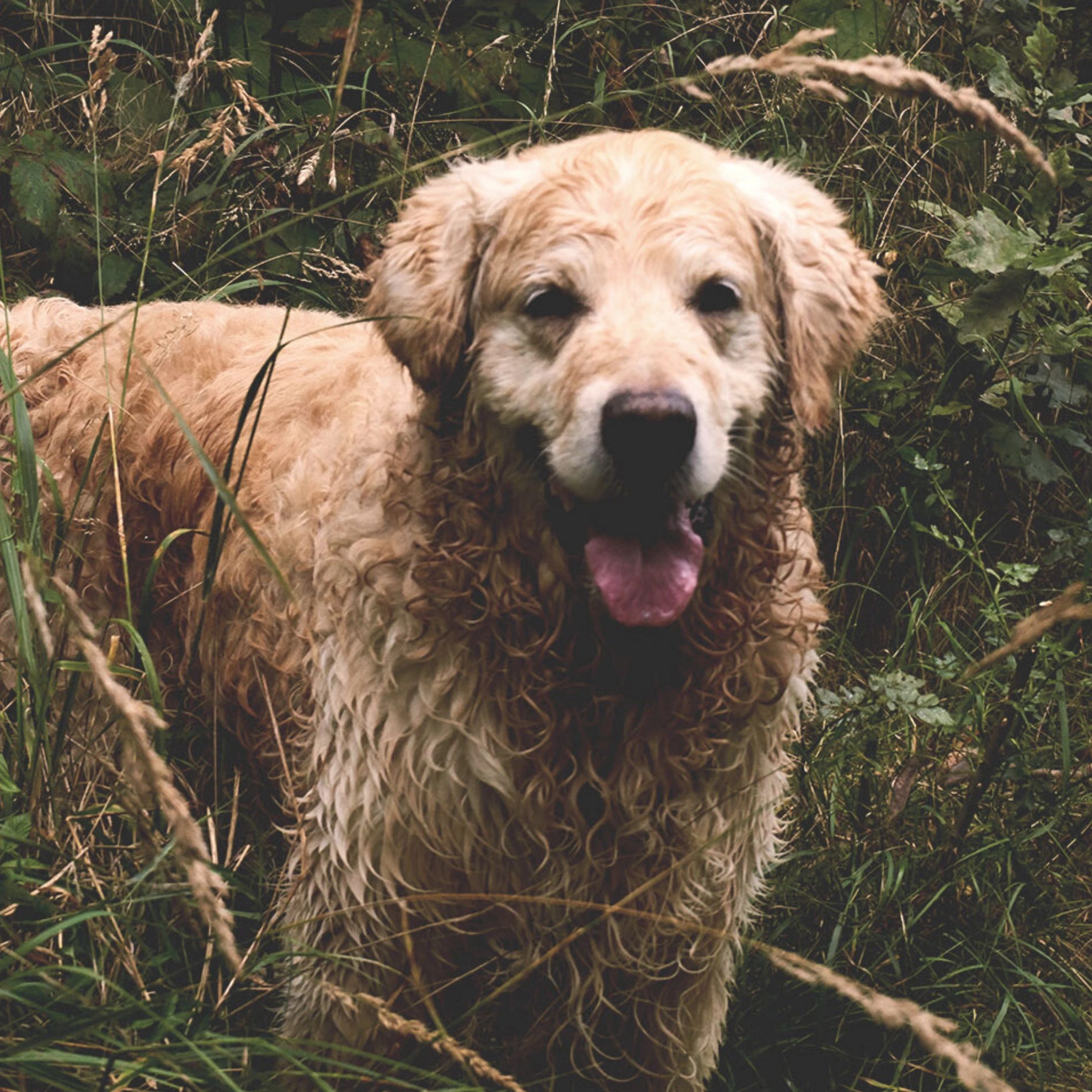 Muddy dog needing a bath