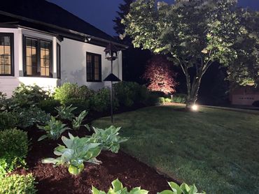 landscape shrubbery and tree lights