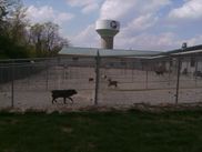 Pet Adoption Dog Cat Humane Society Of Preble County Eaton Ohio