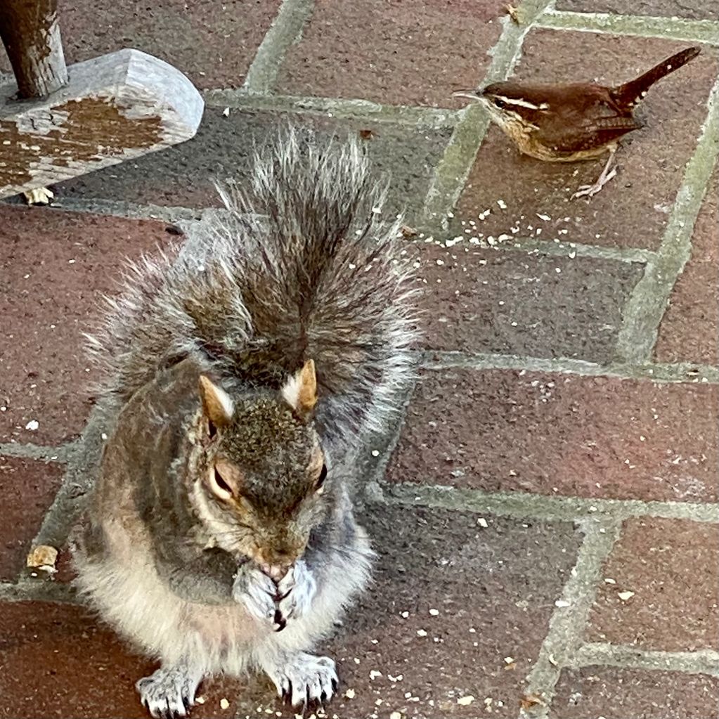 Cool partnership. The squirrel makes nutty crumbs and the wren cleans them up.