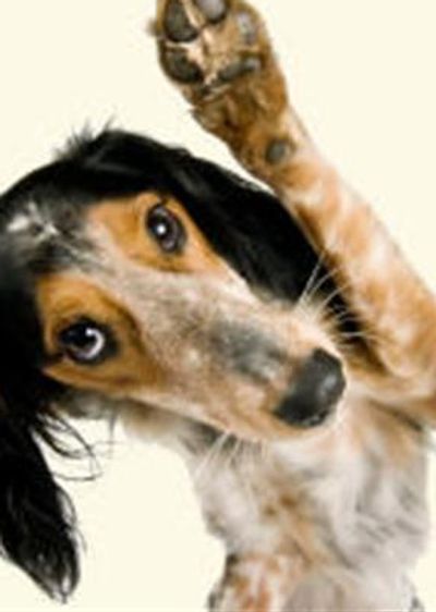 a small dog with a paw in the air.
