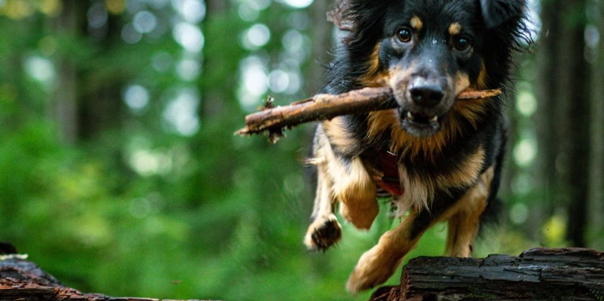 Marshall in the Washington woods, Maegon Sauer