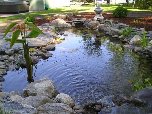 Serene backyard pond surrounded by rocks and plants