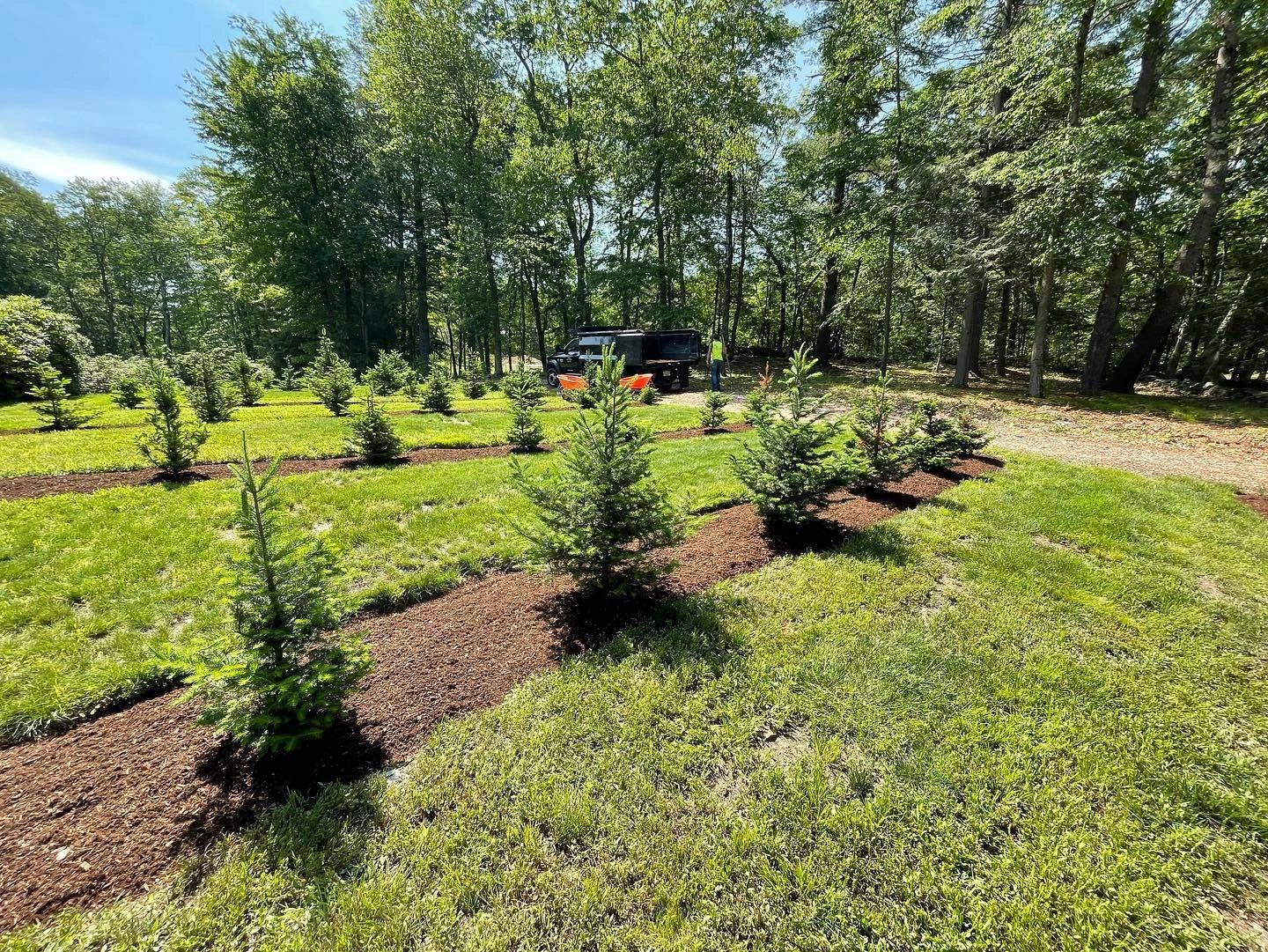 Mulched fir tree nursery planting