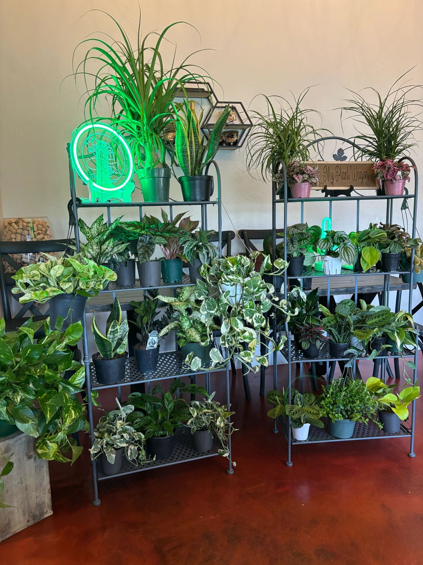 Tropical houseplants displayed on My Plant Wagon shelves.