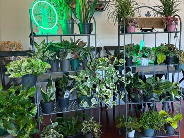 My Plant Wagon shelves filled with pothos, snake plants and other tropical houseplants.