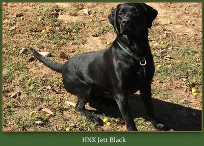 Hickory Nut Kennels - Labrador, Alabama, Labrador, Puppies