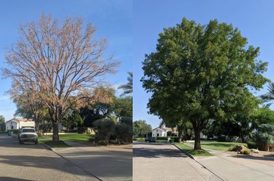 Ash tree in decline. And brought back to life