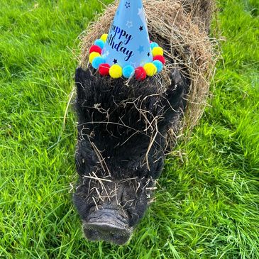 Pig, Malcom, with a happy birthday party hat on