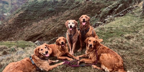 My beautiful golden girls 