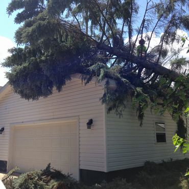 A large tree has fallen on the roof of a white garage.