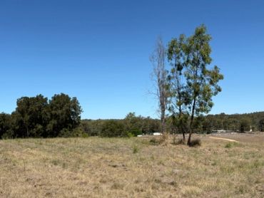 Clear sky over a dry grassy field with trees.