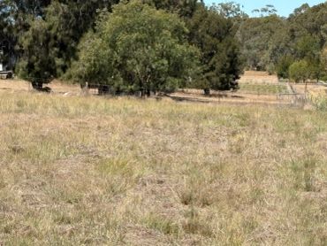 A dry grassy field with trees in the background.