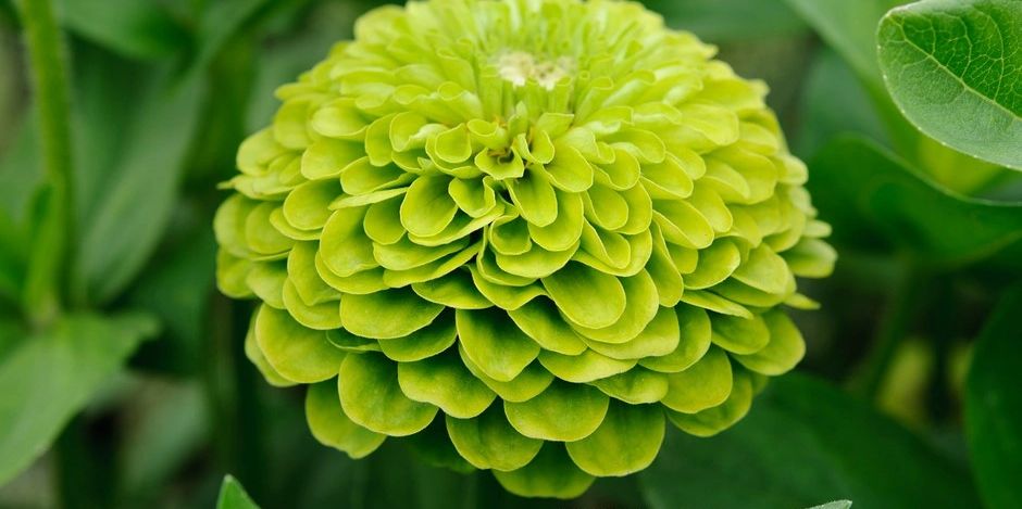 Close-up of a vibrant green flower with layered petals.