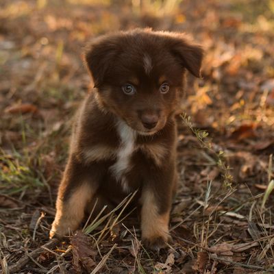 Red Tri Mini Aussies