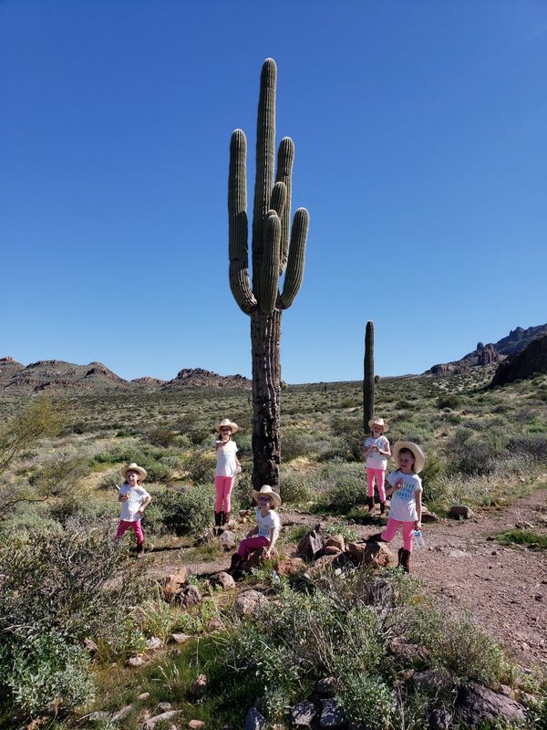 Arizona cactus
