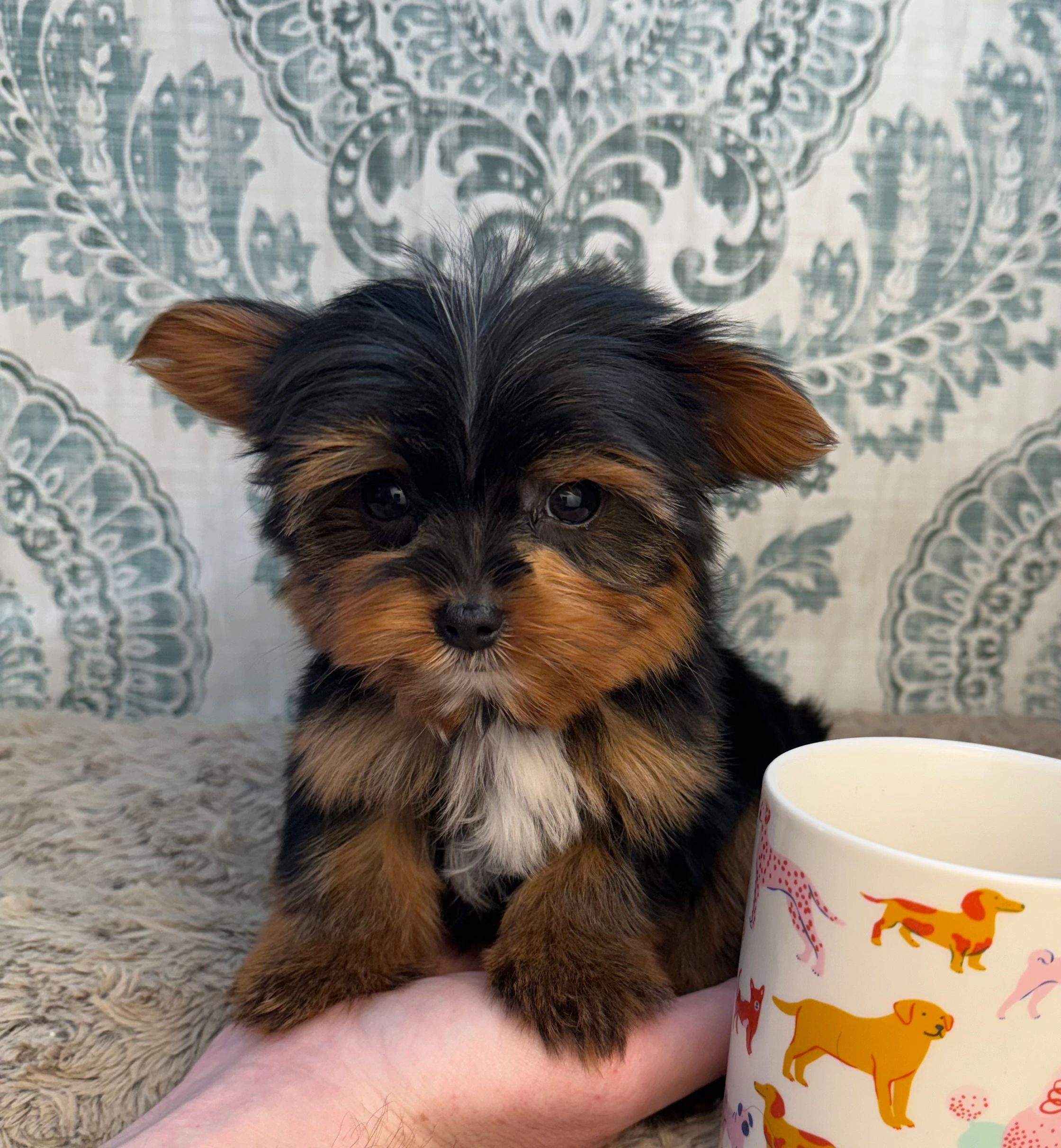 Puppies Ruckersville