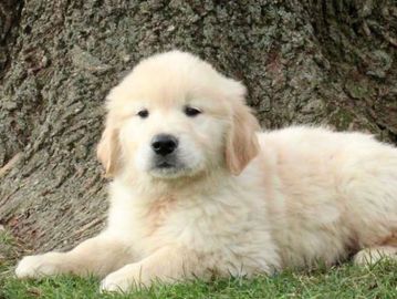 Fluffy golden retriever puppy resting by a tree trunk.