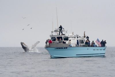 Whale breaching near a boat with people.