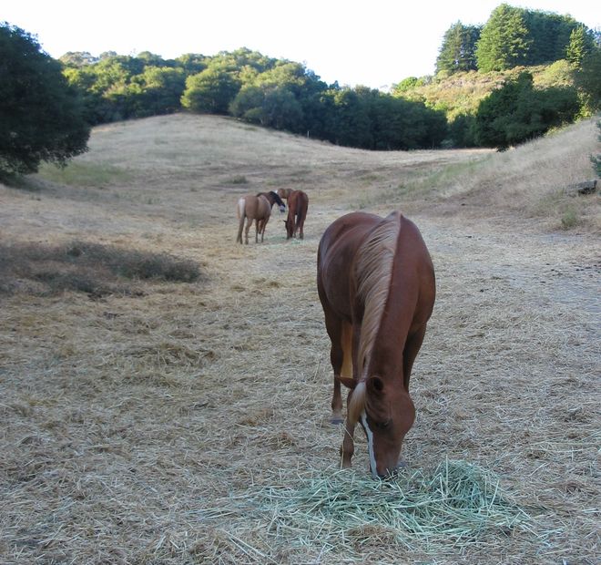 Castlewood Ranch Foundation, Inc.