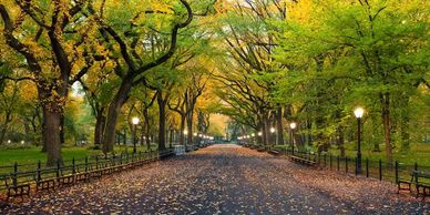 A tree-lined pathway with autumn leaves and lit lampposts in a park.