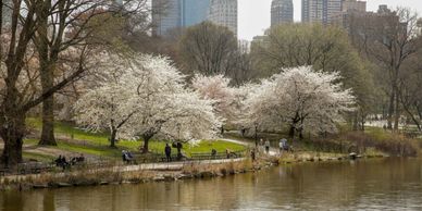 Cherry blossom trees bloom by a lake in a city park with people walking nearby.