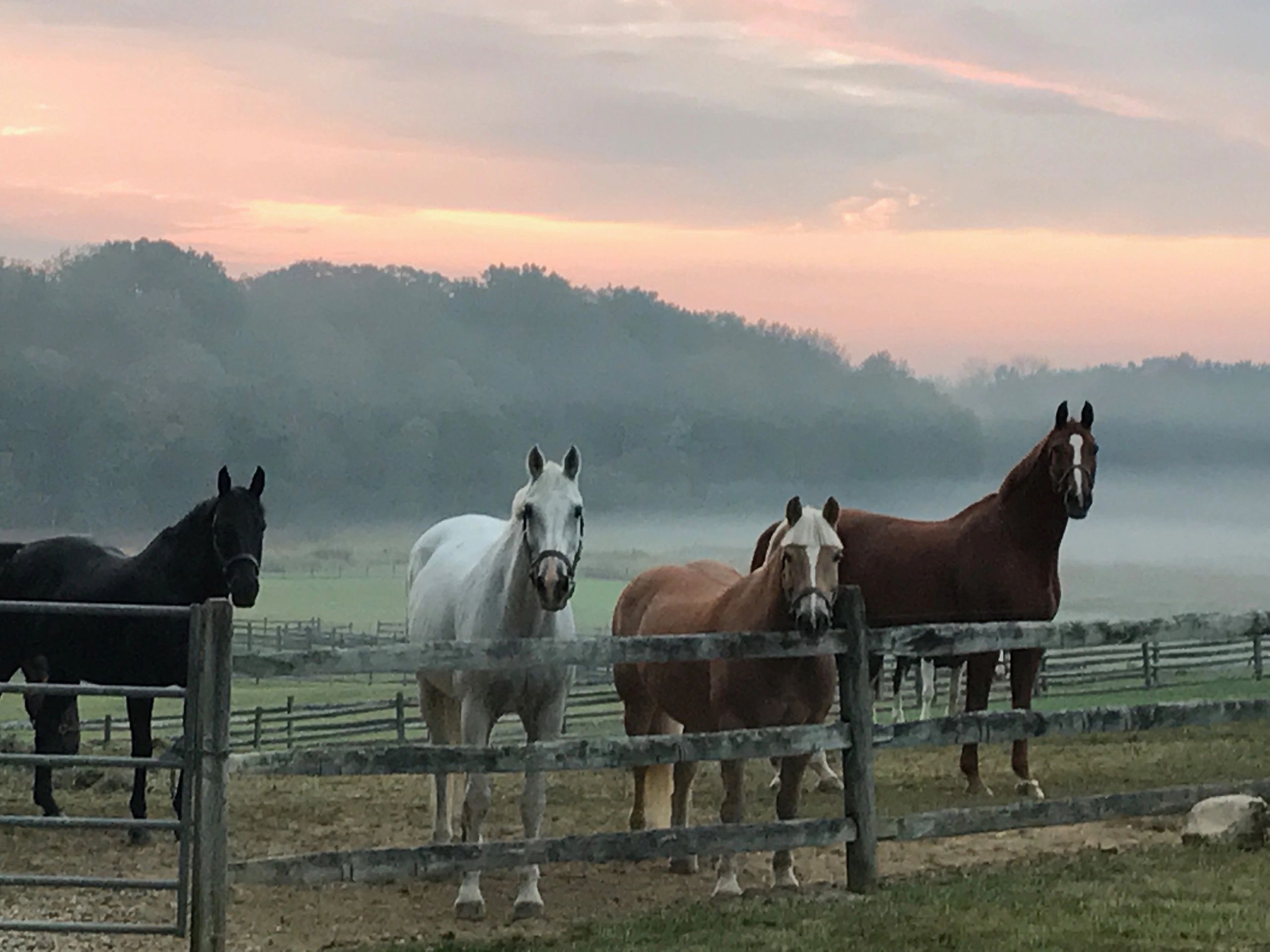 Dr. David Miller, Summit Equine Veterinary Services logo