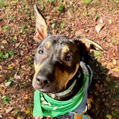 A dog with large ears wearing a green bandana looks up.