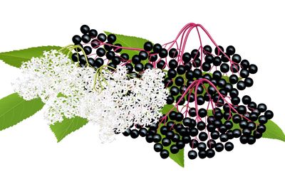 Elderberry vs Elderflower