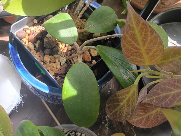 We offer a mix of hand-selected pre-loved goods and indoor greenery to help you create a space that’