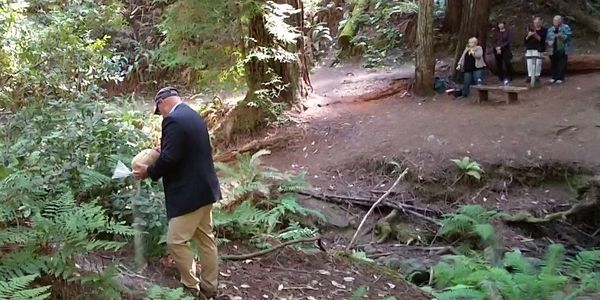 Family gathering for scattering memorial in the redwood  forest