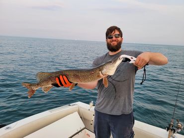 36" Northern Pike shallow water, Lake St. Clair