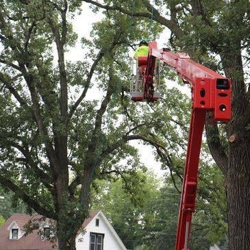 tree trimming, tree removal, tree service, stump grinding near Bemidji, Red Lake, Little Falls