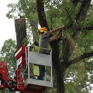 tree trimming, tree removal, tree service, stump grinding near Bemidji, Red Lake, Little Falls