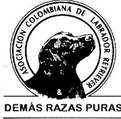 labradorretrievercolombia.com.co