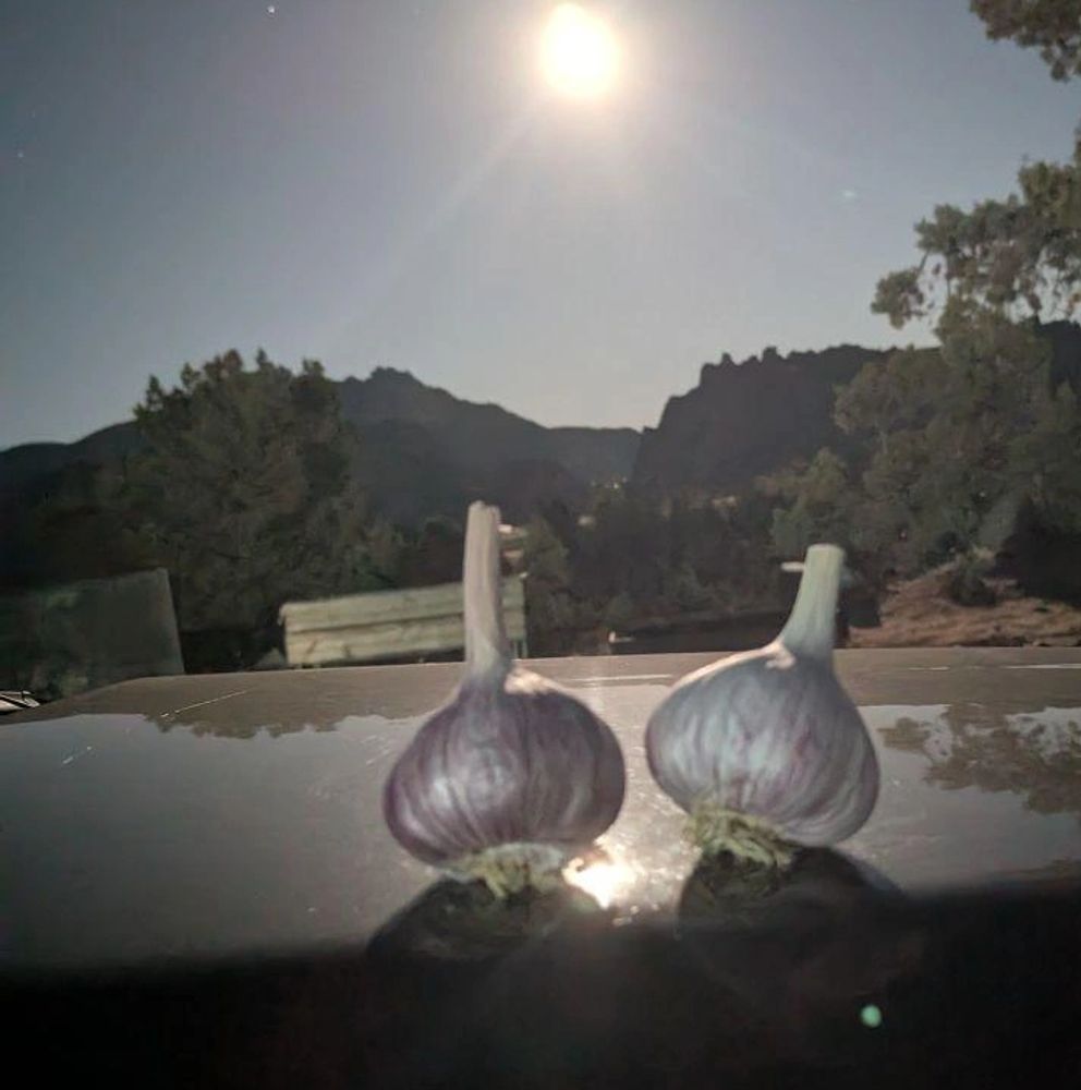 Planting is complete! We put these aside for celebration dinner on a beautiful moonlit light!!